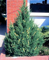    ' ' Thuja occidentalis ' Golden Brabant'   